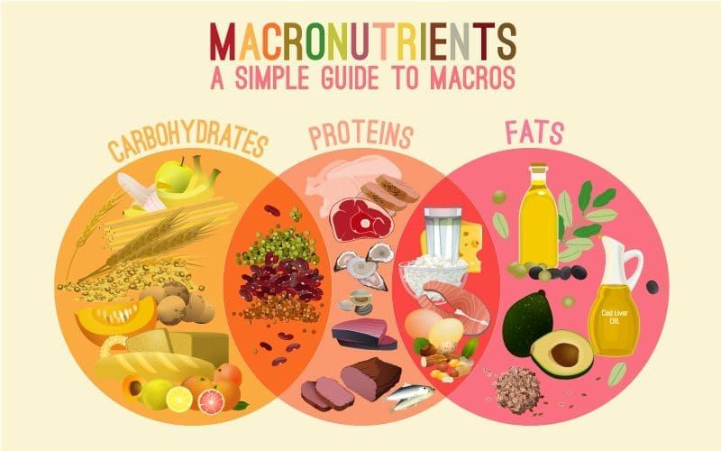 Understanding Macronutrients: Carbs, Proteins, and Fats